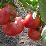 Sibirski adut paradajz: opis, fotografija, recenzije